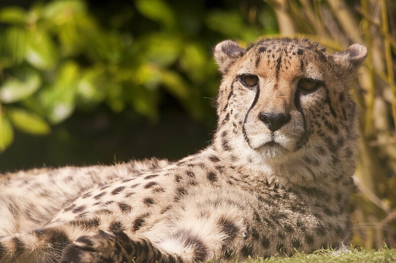 Cheetah Lying Down — Brown
