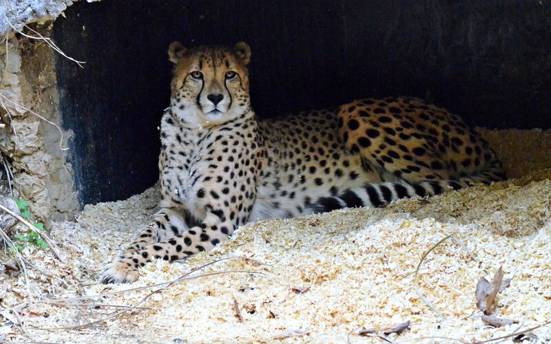 Cheetah Lying Down — Tan, Calm, Photograph