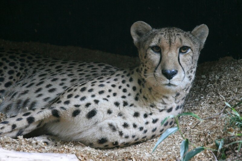 Cheetah Lying Down — Tan, Calm, Photograph, Wood Chips