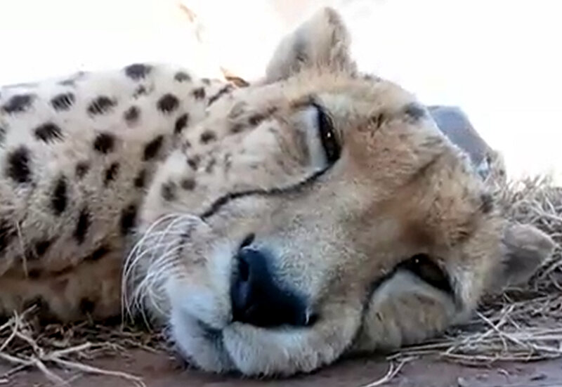 Cheetah Lying Down — Tan