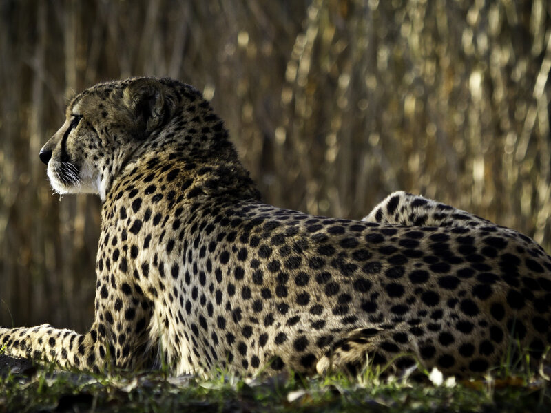 Cheetah Lying Down