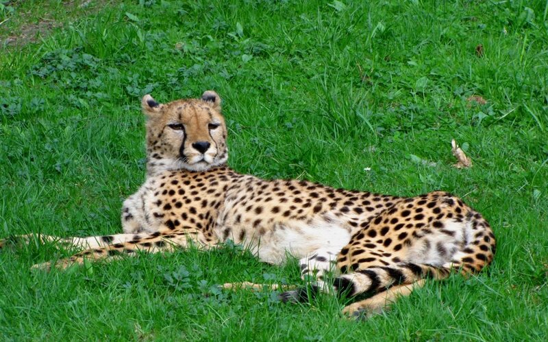 Cheetah Lying in Grass — Afternoon