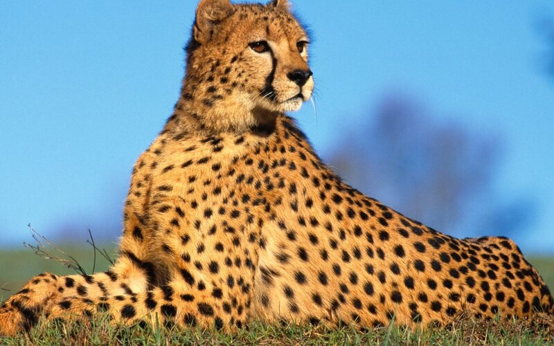 Cheetah Lying in Grass — Blue
