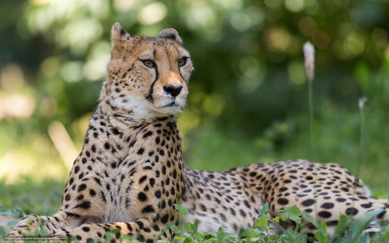 Cheetah Lying in Grass — Brown, Calm, Afternoon, Photograph, Plants