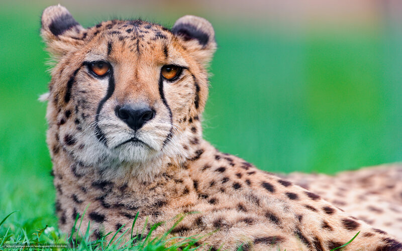 Cheetah Lying in Grass — Brown, Calm, Photograph, Green Background