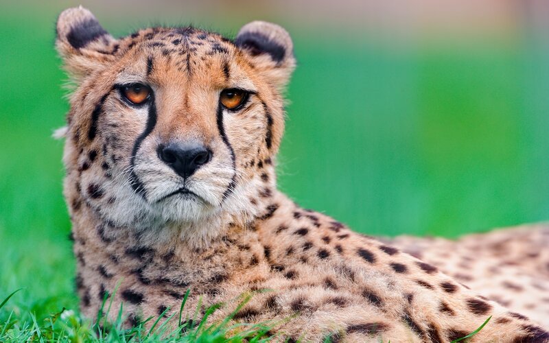 Cheetah Lying in Grass — Brown, Calm, Photograph