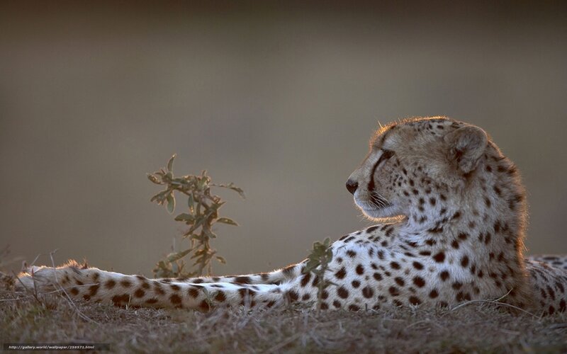 Cheetah Lying in Grass — Brown, Calm, Sunset, Photograph