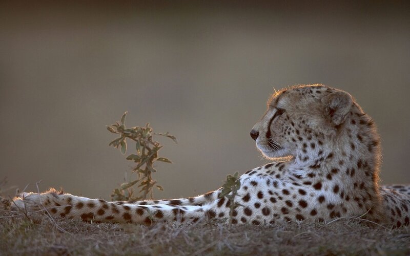 Cheetah Lying in Grass — Brown, Calm, Sunset