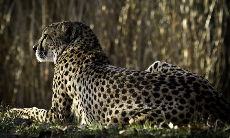 Cheetah Lying in Grass — Brown, Calm