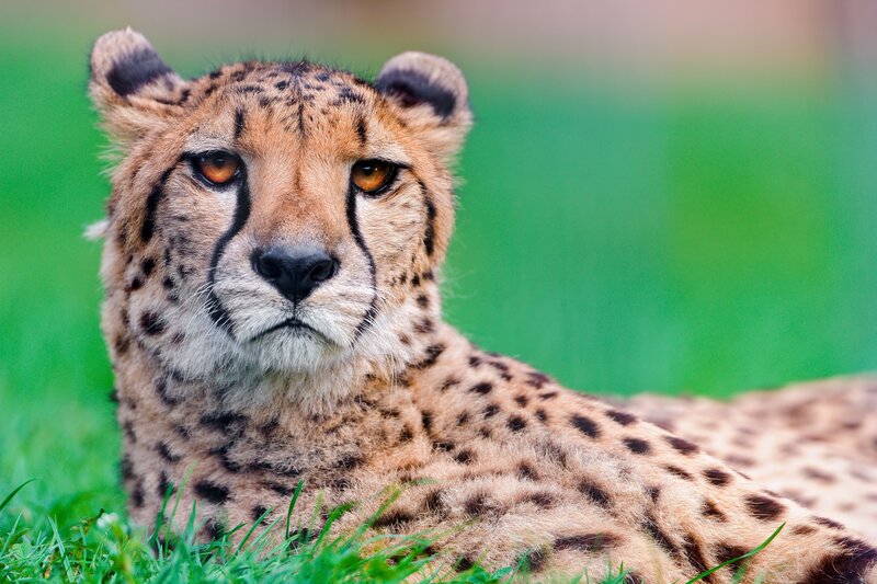 Cheetah Lying in Grass — Green, Calm, Afternoon, Photograph, Green Background
