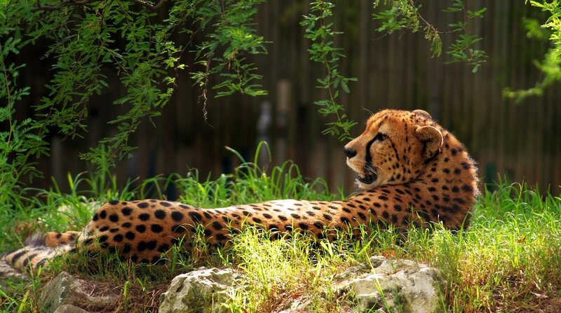 Cheetah Lying in Grass — Green, Calm, Afternoon