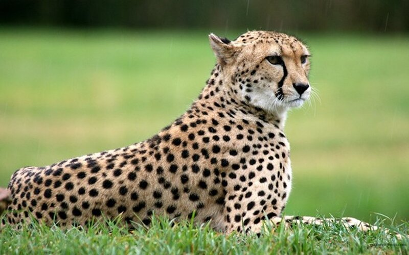 Cheetah Lying in Grass — Green, Calm, Photograph