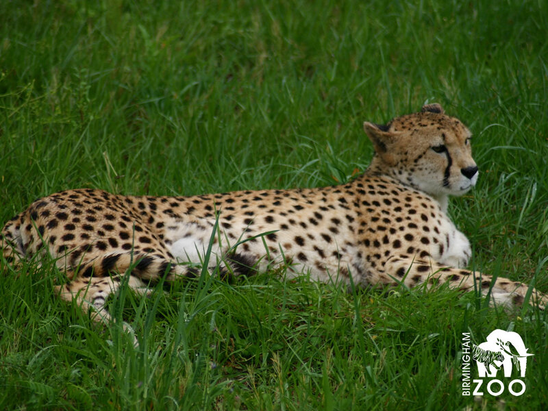 Cheetah Lying in Grass — Green, Calm