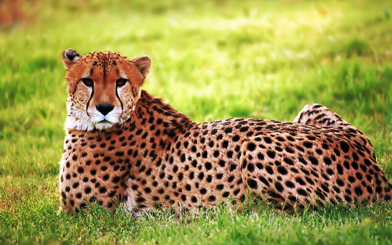 Cheetah Lying in Grass — Green