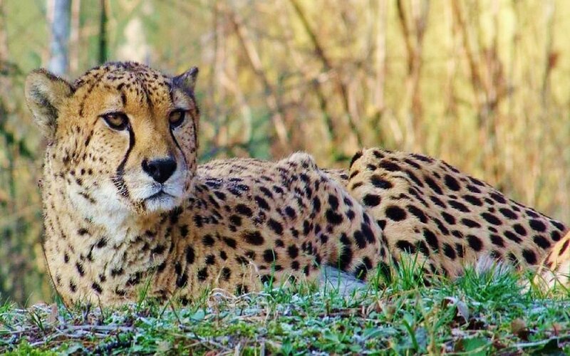 Cheetah Lying in Grass — Tan