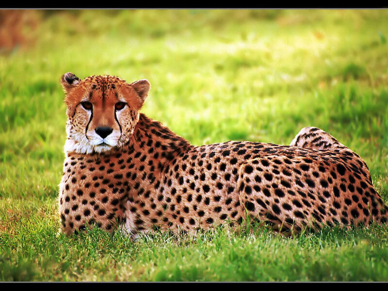 Cheetah Lying in Grass