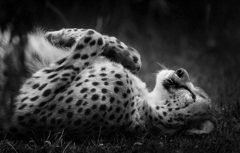 Cheetah Lying on Back
