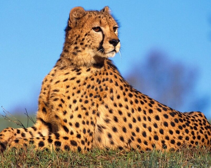 Cheetah Lying on Grass — Blue