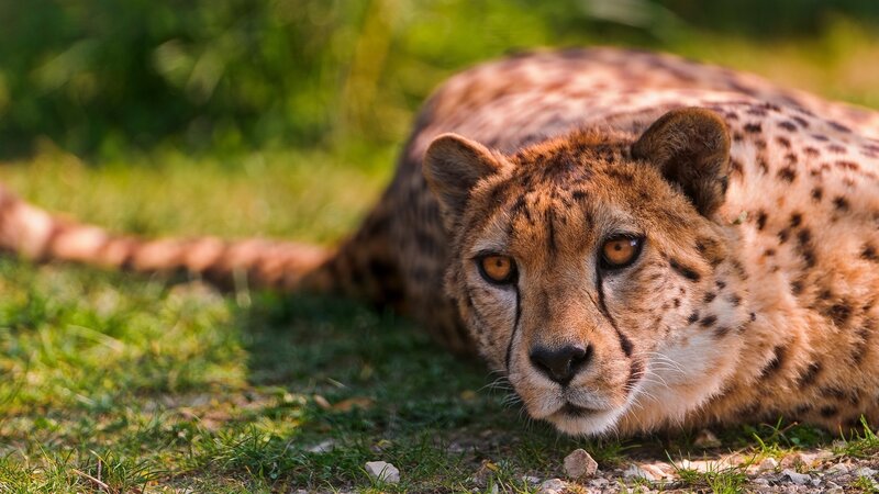 Cheetah Lying on Grass — Brown, Calm, Afternoon, Photograph