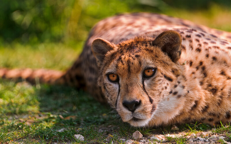 Cheetah Lying on Grass — Brown, Calm