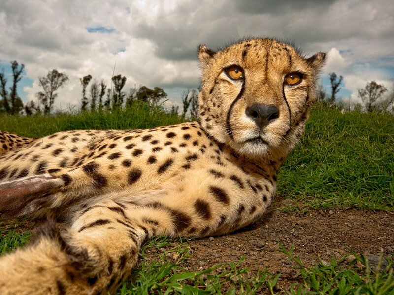 Cheetah Lying on Grass — Brown
