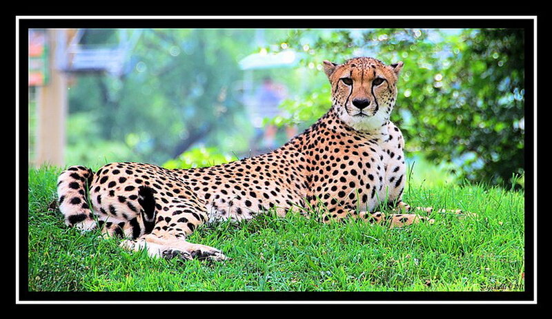 Cheetah Lying on Grass