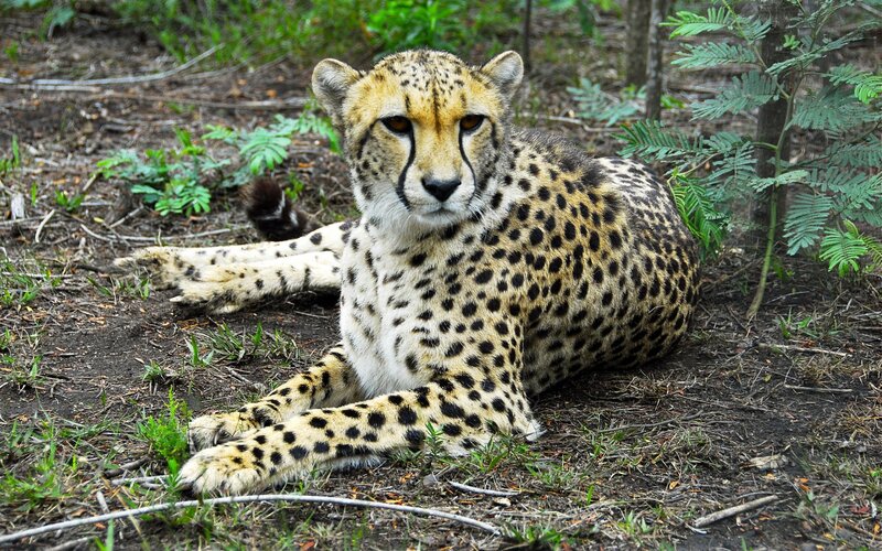 Cheetah Lying on Ground — Brown