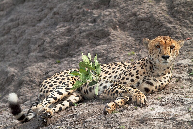 Cheetah Lying on Ground — Tan