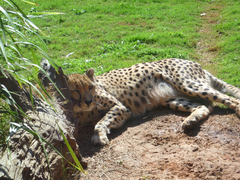 Cheetah Lying on Ground