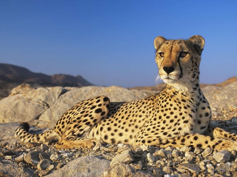 Cheetah Lying on Rocks — Tan