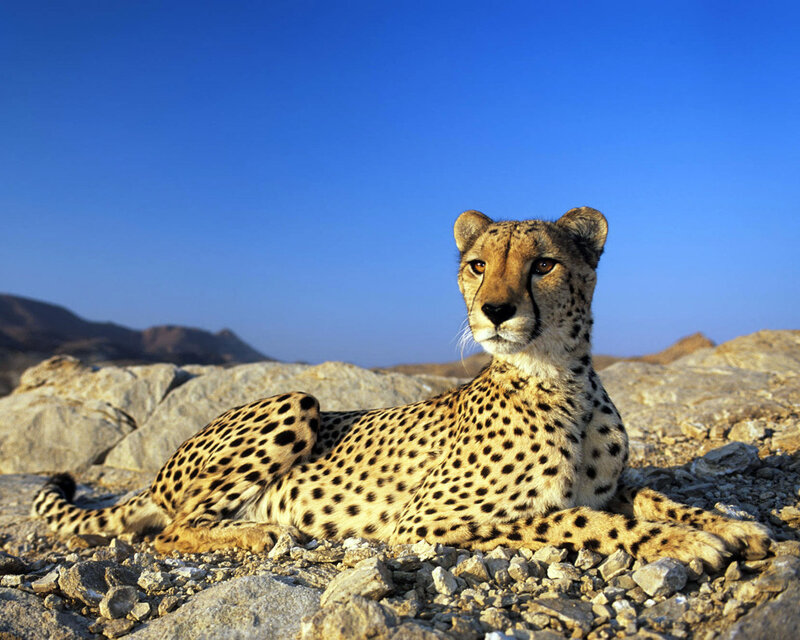 Cheetah Lying on Rocks