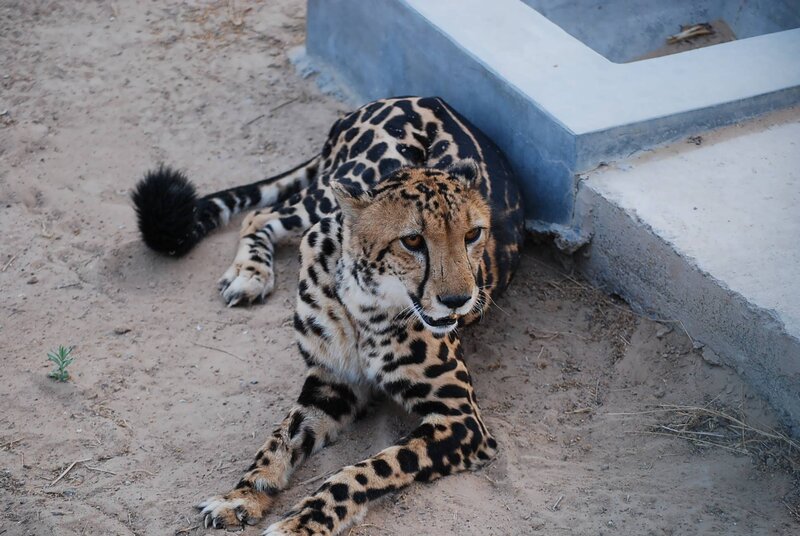 Cheetah Lying on Sand — Tan