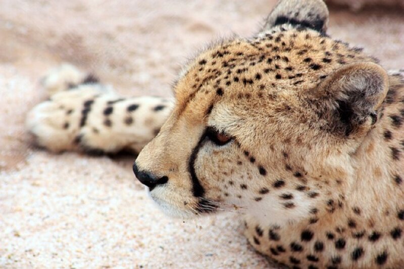 Cheetah Lying on Sand