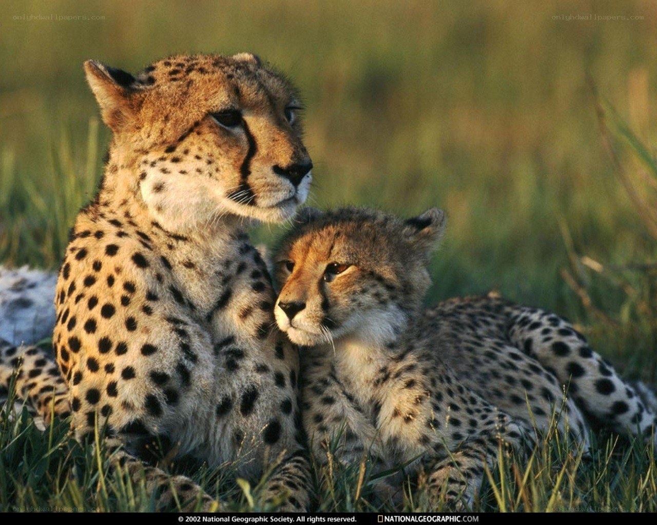 Cheetah mother and cub