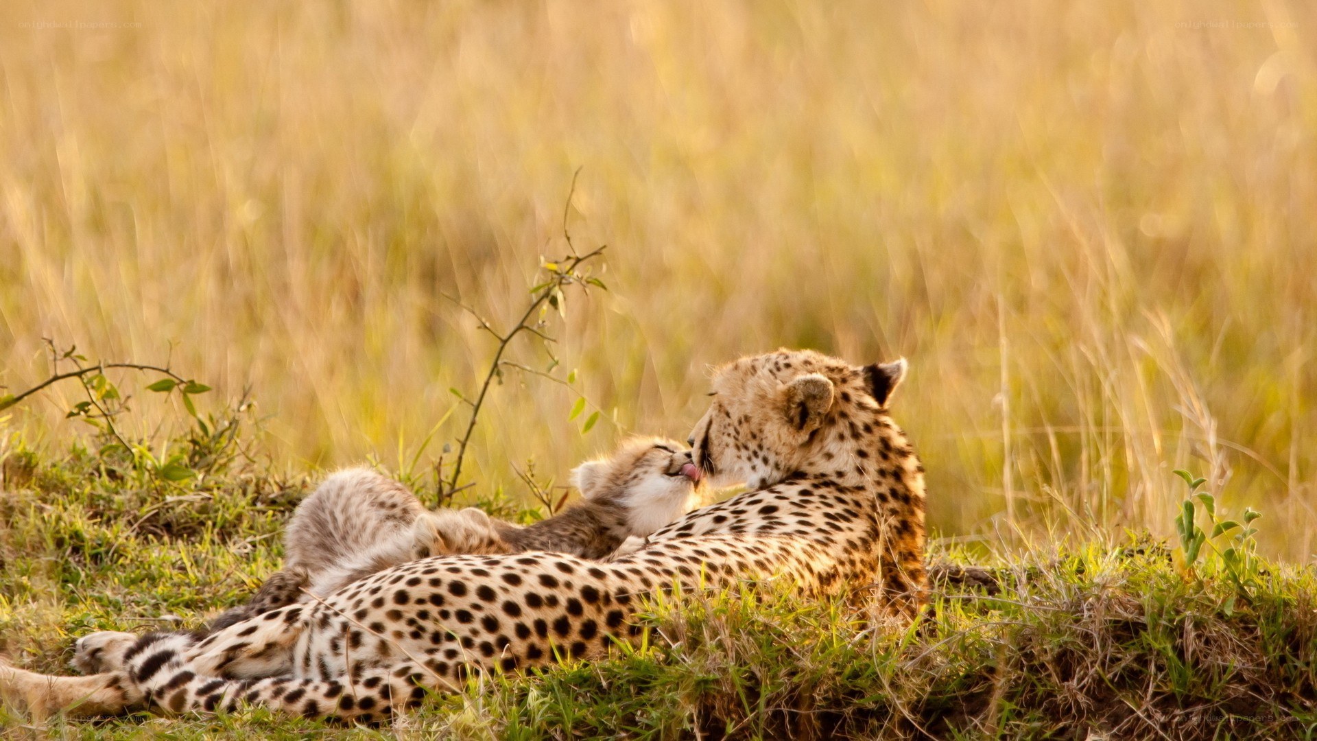 Cheetah mother and cub