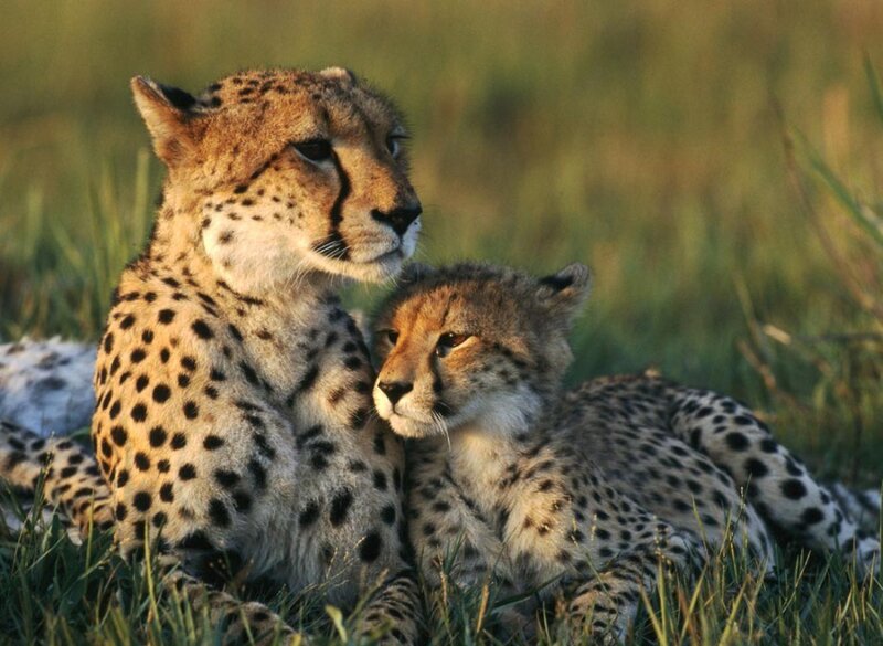 Cheetah mother and cub