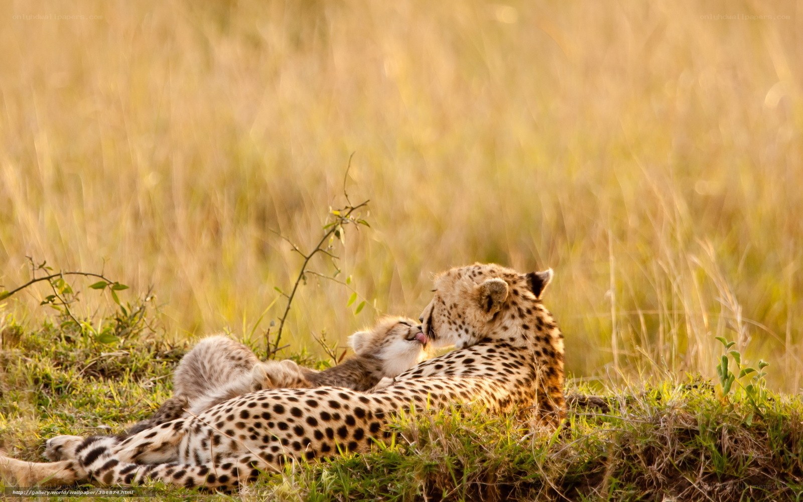 Cheetah mother and cub