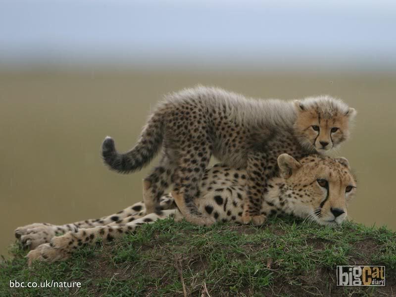 Cheetah mother and cub