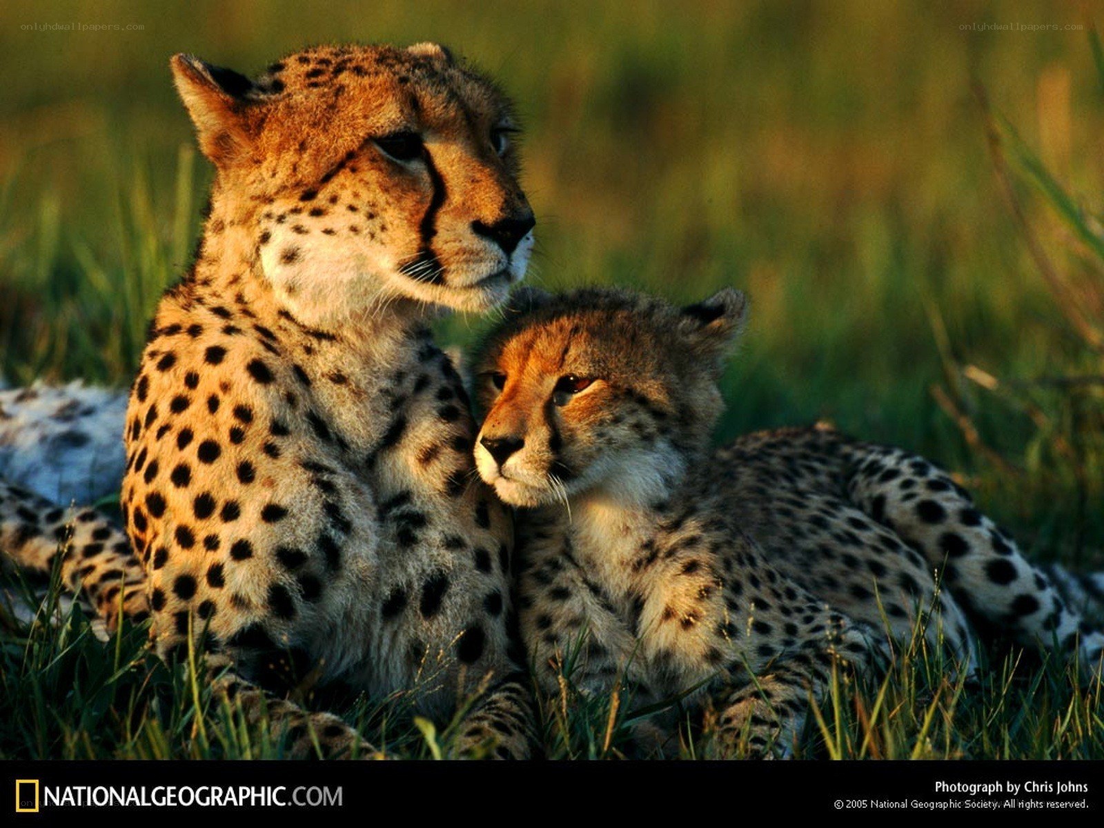 Cheetah mother and cub