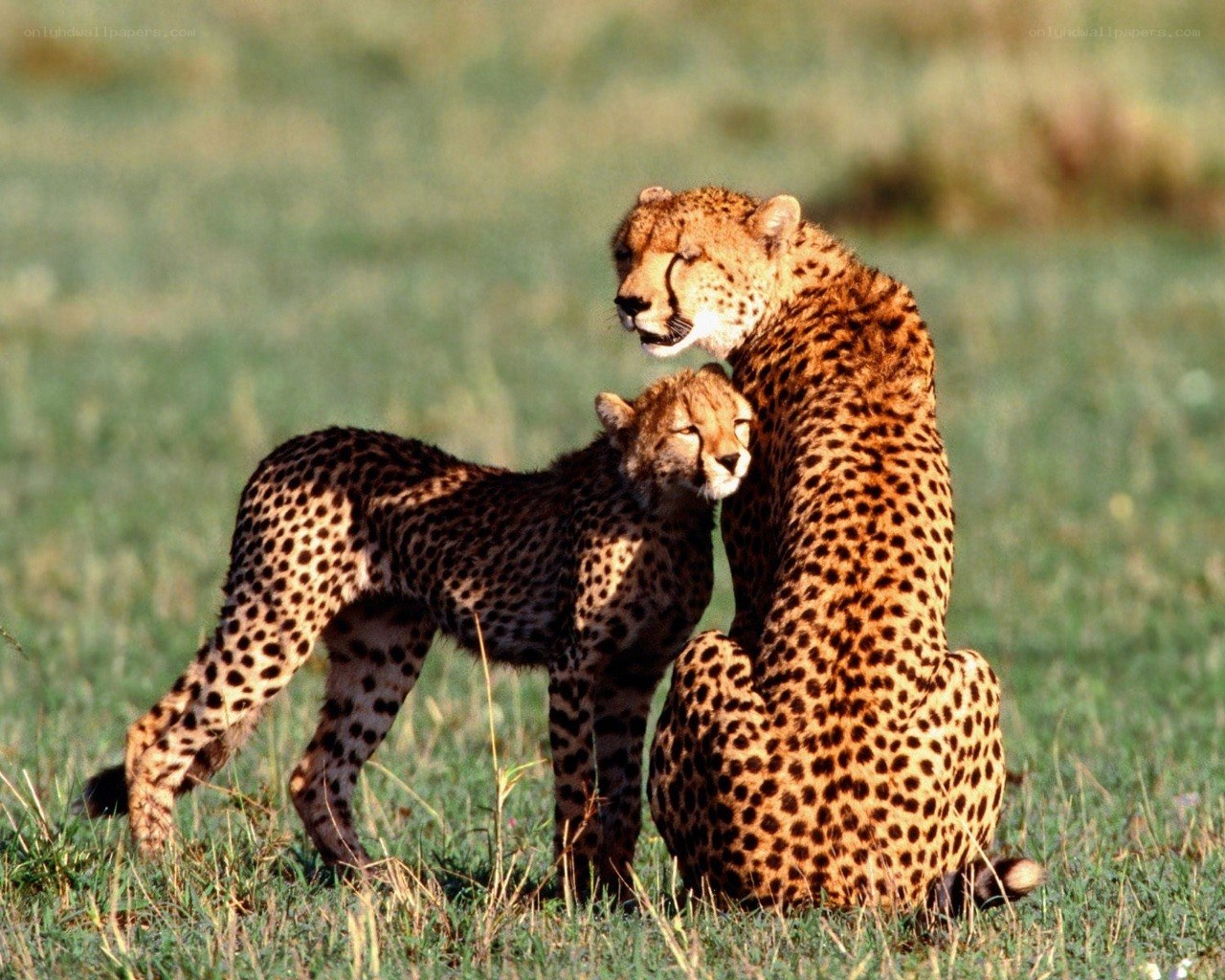 Cheetah mother and cub