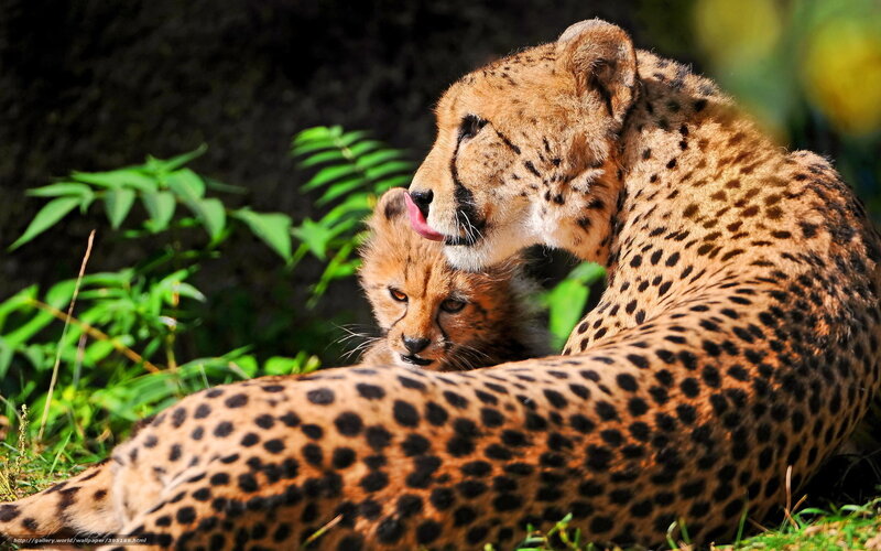 Cheetah Mother and Cub — Brown, Calm, Afternoon