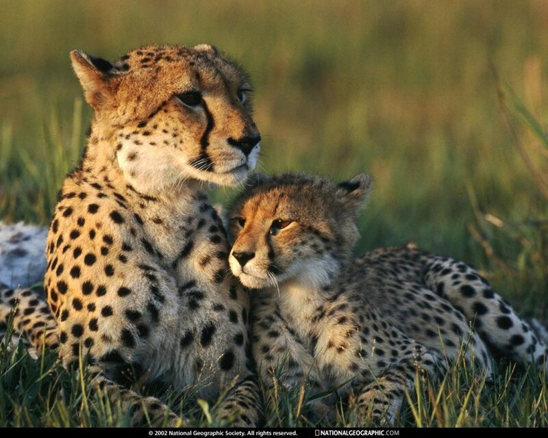 Cheetah Mother and Cub — Brown, Calm, Sunset, Photograph, Grass, Green
