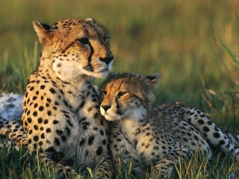 Cheetah Mother and Cub — Brown, Calm, Sunset, Photograph, Grass, Wildlife