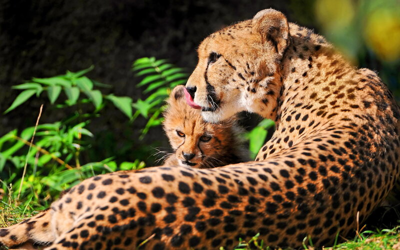 Cheetah Mother and Cub — Brown, Calm