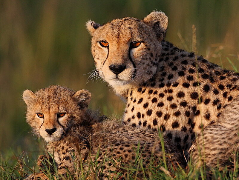 Cheetah Mother and Cub — Brown
