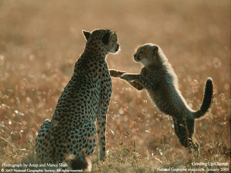 Cheetah mother and cub playing