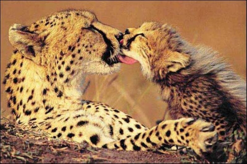 Cheetah Mother and Cub — Tan