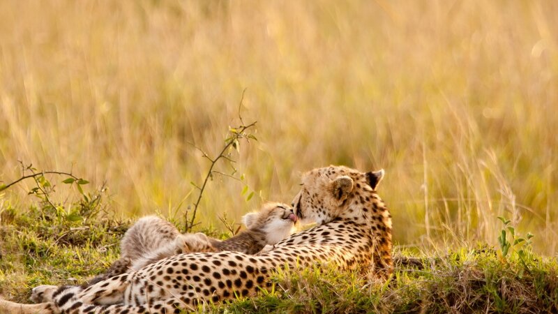 Cheetah Mother and Cub — Yellow, Serene