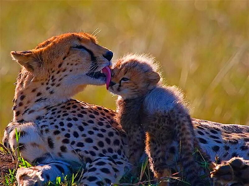 Cheetah Mother and Cub — Yellow