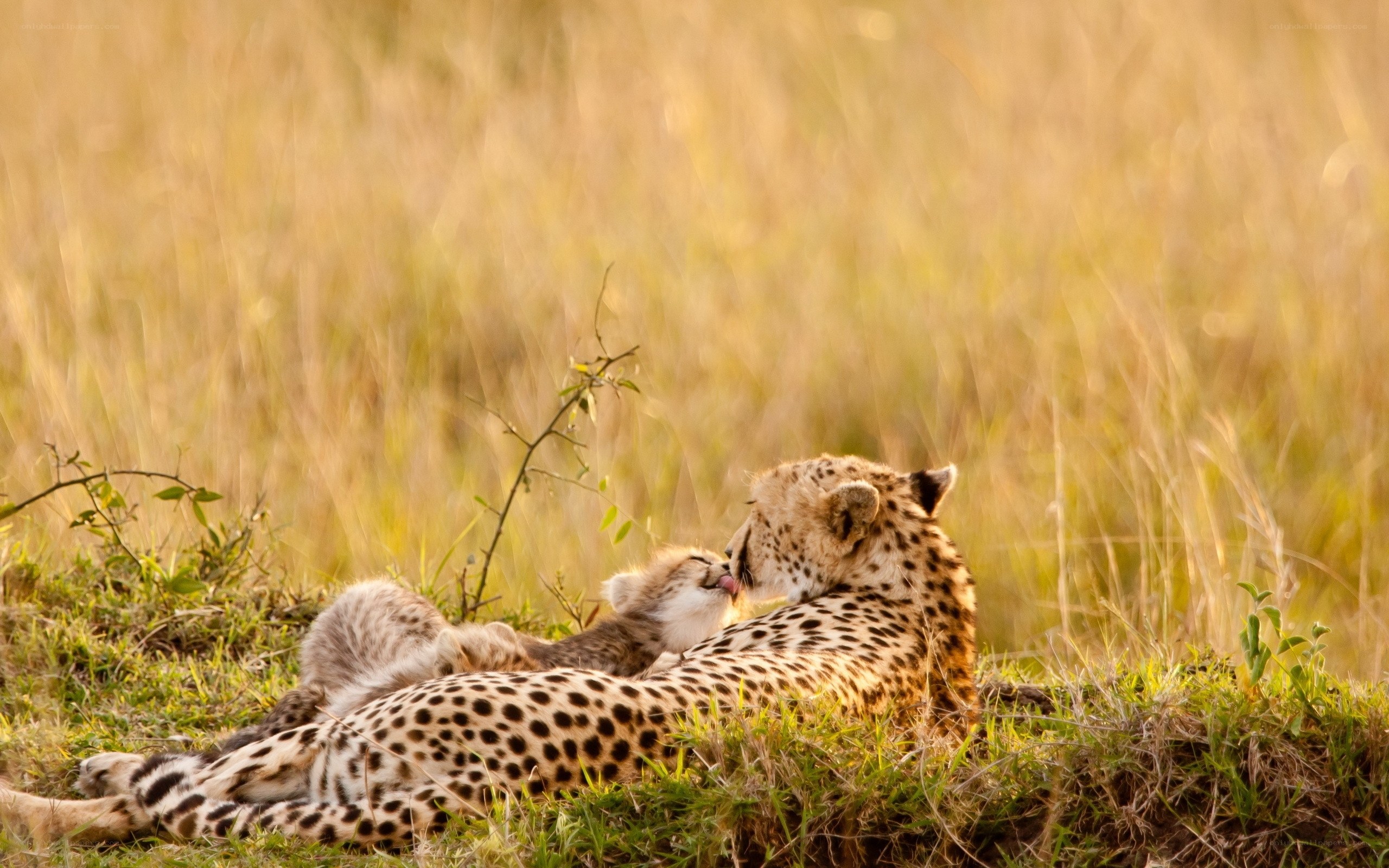 Cheetah mother and cub